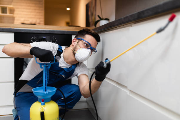 Best Termite Control Services  in Park Rapids, MN