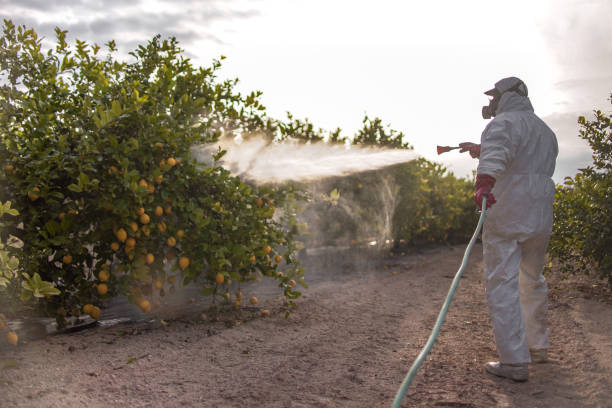 Best Cockroach Control Services  in Park Rapids, MN