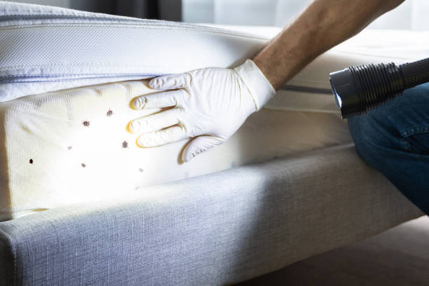 Best Exterminator Services  in Park Rapids, MN