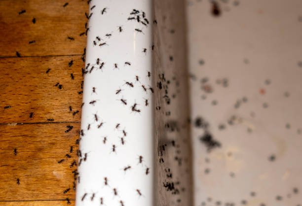 Pest Control for Restaurants in Park Rapids, MN