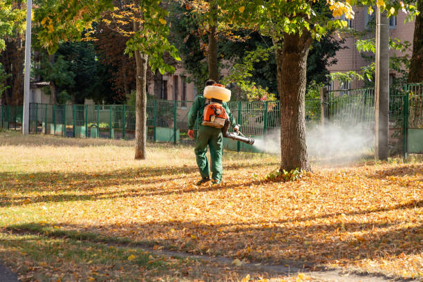 Best Flea Control Services  in Park Rapids, MN