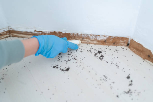 Best Emergency Pest Control  in Park Rapids, MN